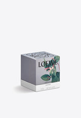 Loewe Small Honeysuckle Scented Candle Yellow LW67614WX/N_LOEW-HS